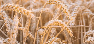 Agroindustria 4.0: innovación y productividad